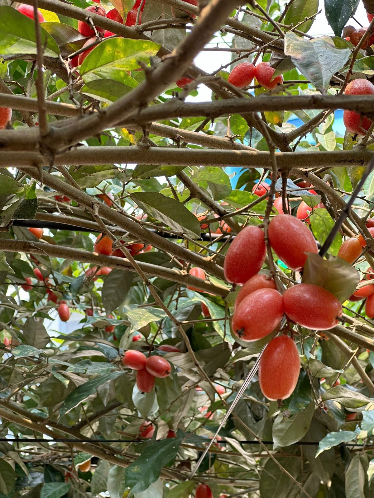 Khu vườn "nhuộm đỏ" bởi màu nhót chín. Ảnh: FB ca sĩ Trọng Tấn