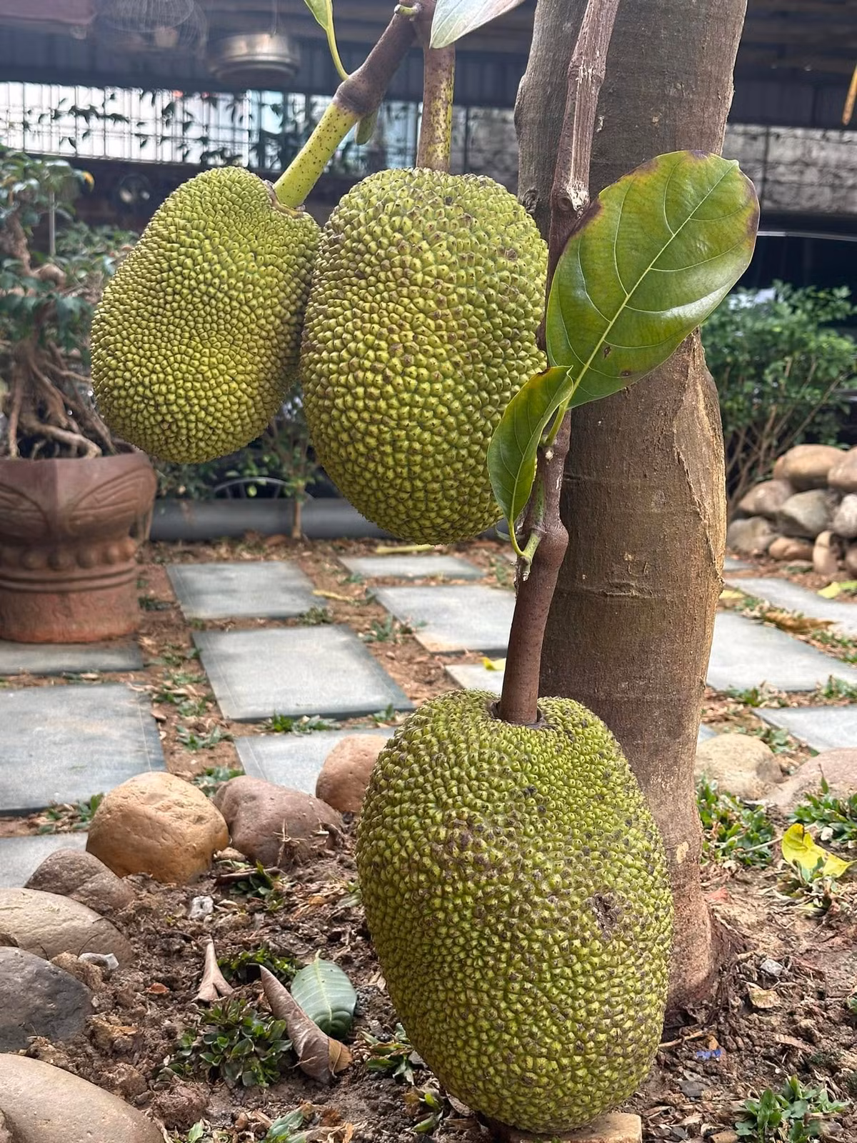 Những trái mít lủng lẳng. Ảnh: FB ca sĩ Trọng Tấn