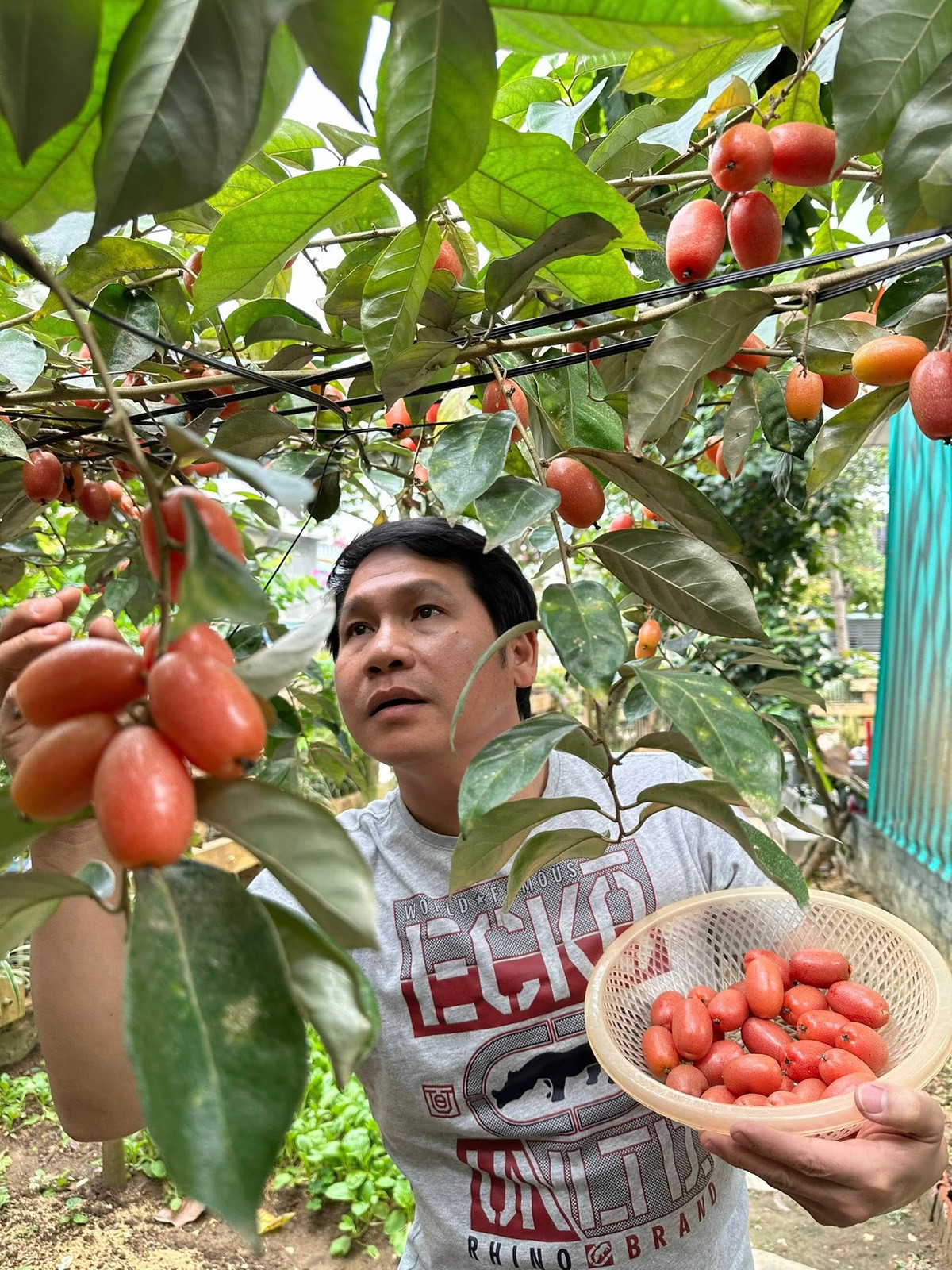 Quả nhót chín đỏ, vỏ mỏng, lúc thu hoạch cần sự tỉ mỉ và nhẹ nhàng để tránh bị dập. Ảnh: FB ca sĩ Trọng Tấn