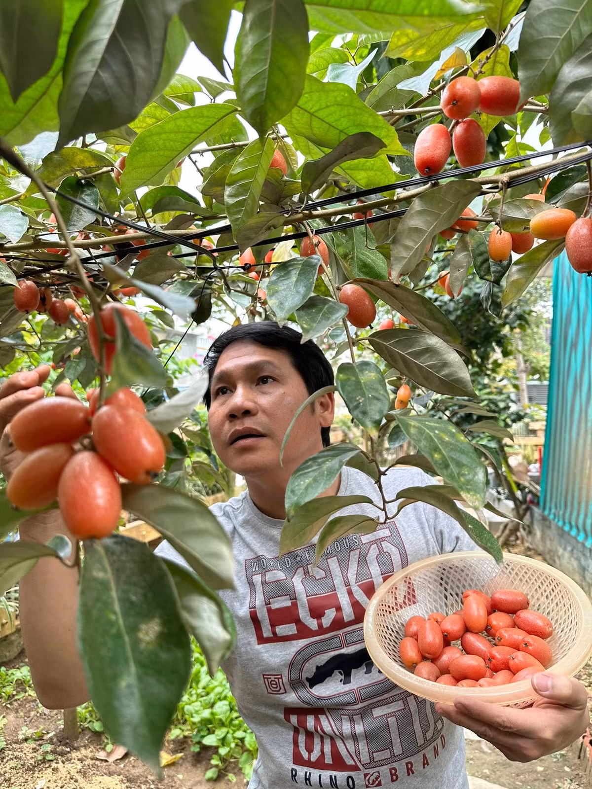 Quả nhót chín đỏ, vỏ mỏng, lúc thu hoạch cần sự tỉ mỉ và nhẹ nhàng để tránh bị dập. Ảnh: FB ca sĩ Trọng Tấn