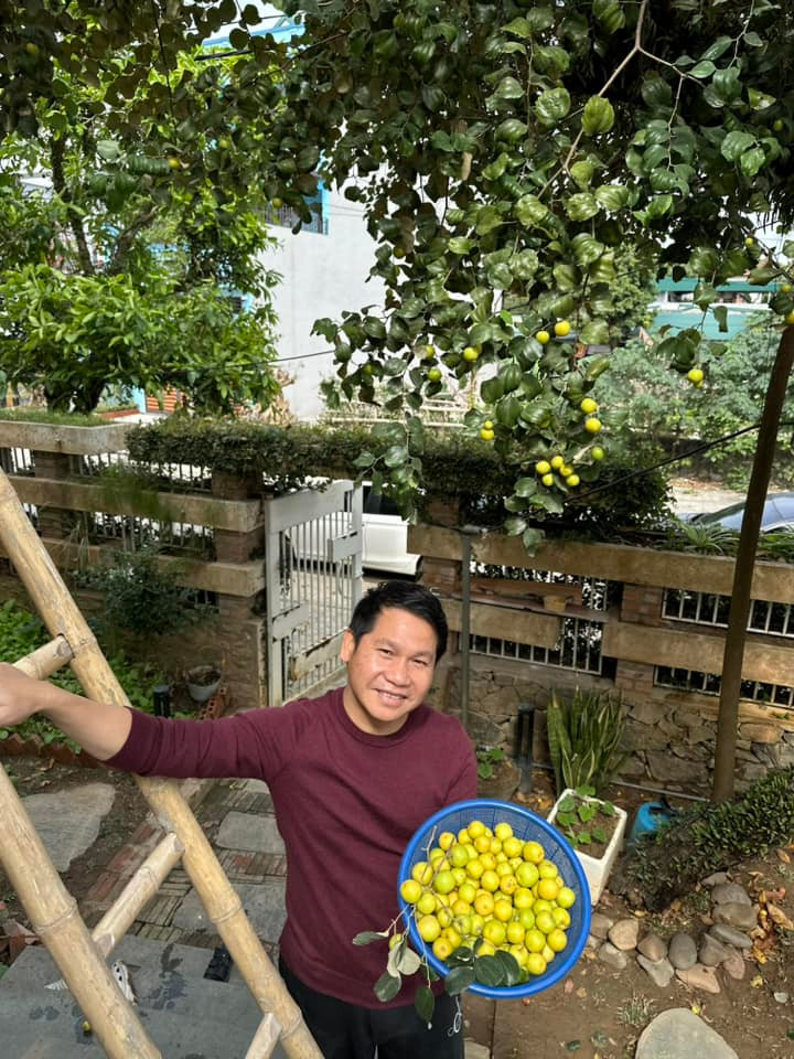 Trước đó, nam ca sĩ cũng chia sẻ cây táo sai trĩu quả trong vườn. Ảnh: FB ca sĩ Trọng Tấn