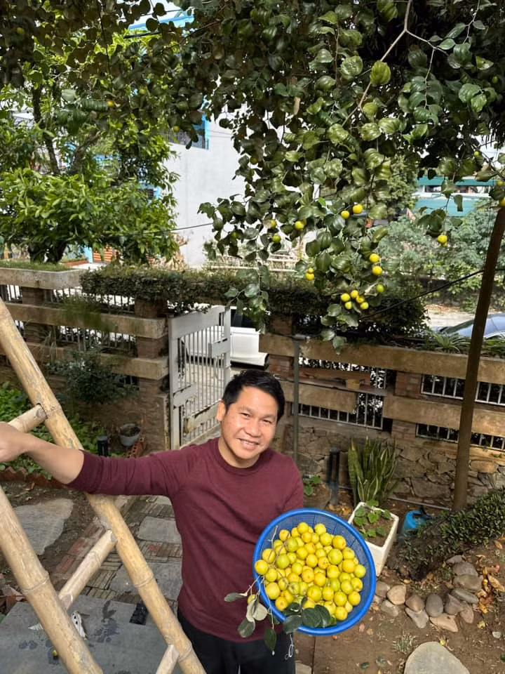 Trước đó, nam ca sĩ cũng chia sẻ cây táo sai trĩu quả trong vườn. Ảnh: FB ca sĩ Trọng Tấn