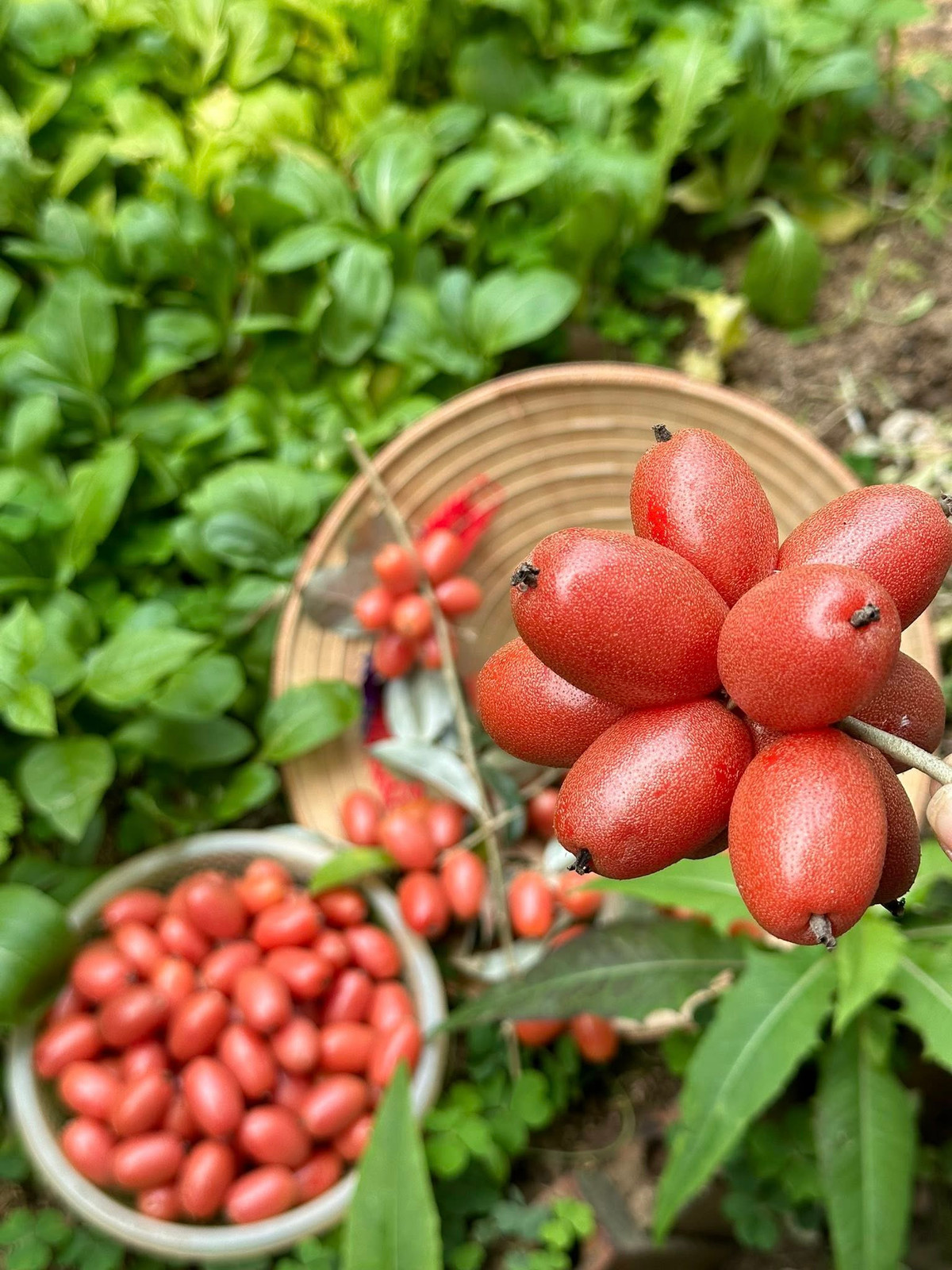 Những trái nhót chín căng mọng, gợi nhớ về một trời tuổi thơ. Ảnh: FB ca sĩ Trọng Tấn