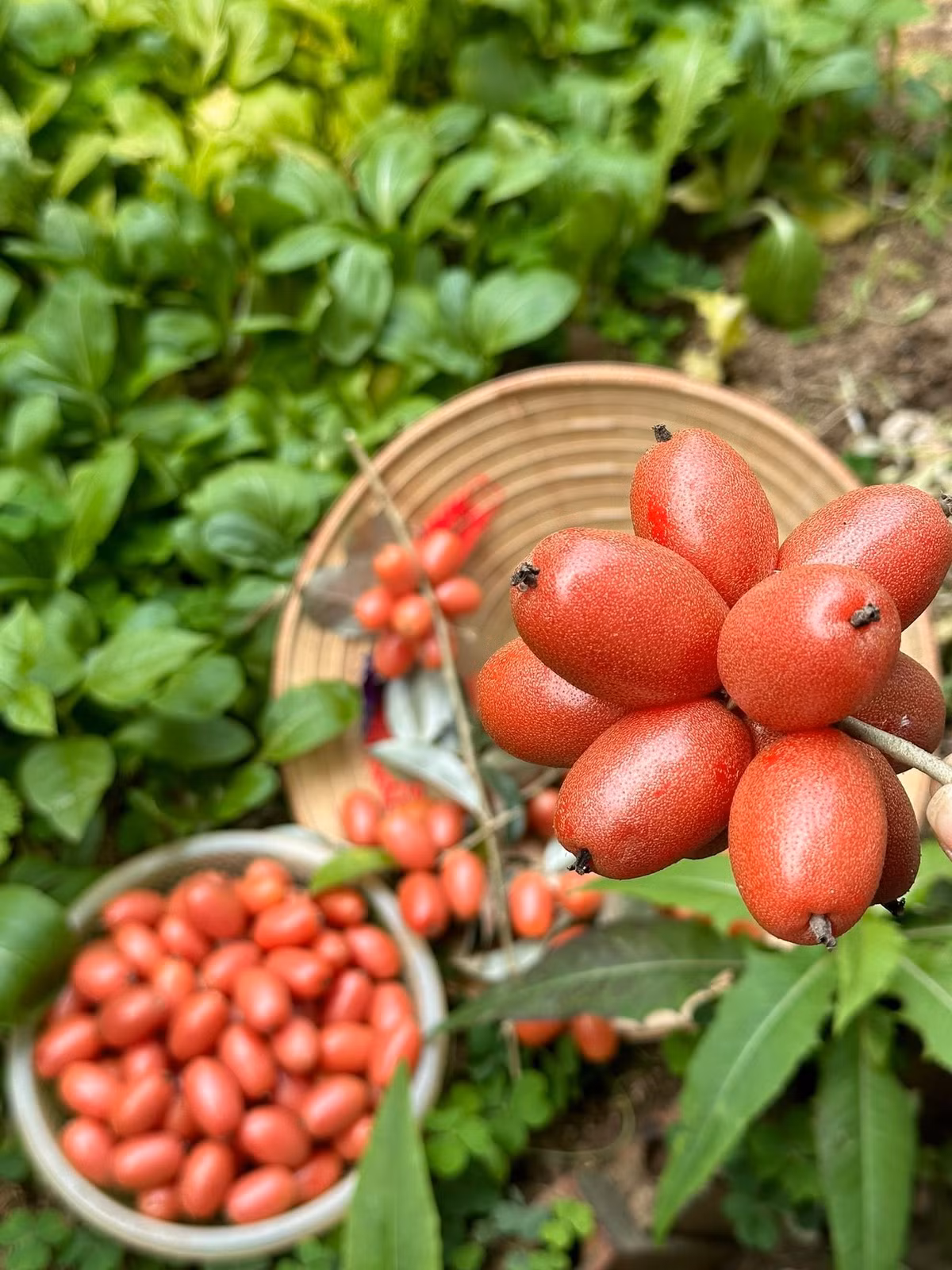Những trái nhót chín căng mọng, gợi nhớ về một trời tuổi thơ. Ảnh: FB ca sĩ Trọng Tấn