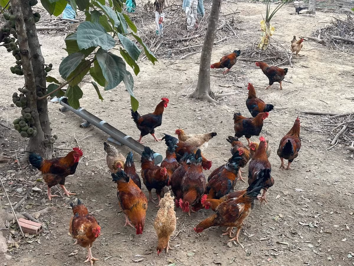 Bên cạnh trồng cây, Trọng Tấn còn nuôi gà, thả cá. Ảnh: FB ca sĩ Trọng Tấn