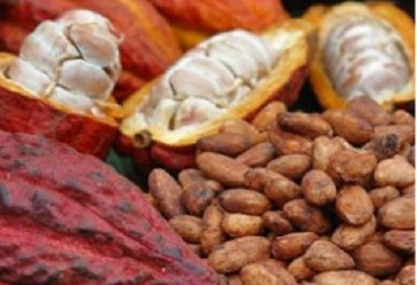 Cacao tang gia 260.000 dong/kg