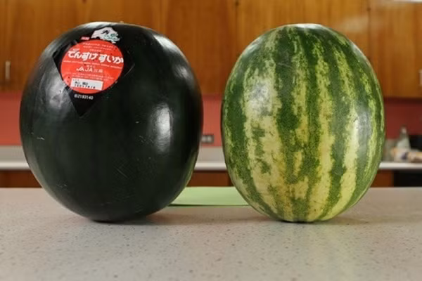 Dưa hấu Densuke lớn hơn nhiều so với các loại dưa hấu thông thường, với trọng lượng trung bình khoảng 4 kg, thậm chí có những quả đạt gần 8 kg. Ảnh minh họa
