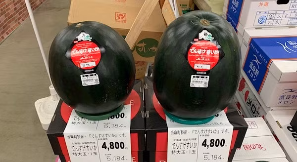 Dưa hấu Densuke thường được sử dụng làm quà tặng, thể hiện sự tôn trọng, lòng biết ơn và mong muốn duy trì các mối quan hệ tốt đẹp. Ảnh: TasteAtlas