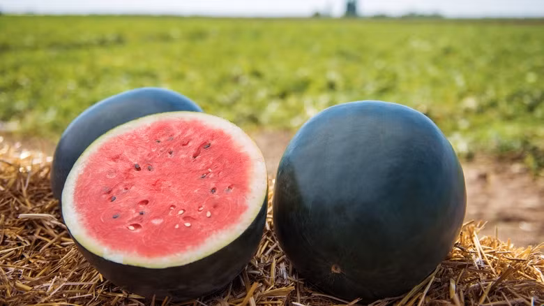 Đằng sau lớp vỏ ngoài đen bóng, dưa hấu Densuke có phần thịt giòn, độ ngọt cao hơn các loại dưa hấu khác và ít hạt hơn. Ảnh: Foodie