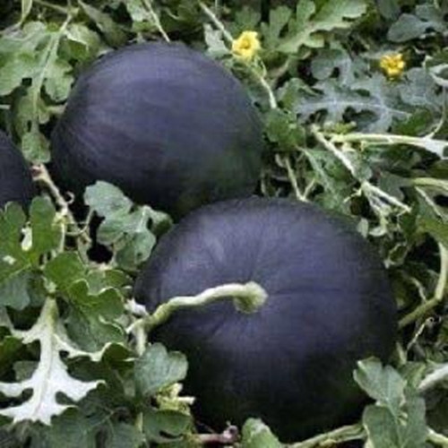 Đây không phải là trái cây mà người tiêu dùng dễ dàng tìm thấy ở chợ hay siêu thị. Ảnh: Facebook