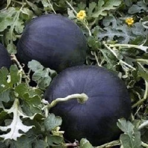 Đây không phải là trái cây mà người tiêu dùng dễ dàng tìm thấy ở chợ hay siêu thị. Ảnh: Facebook