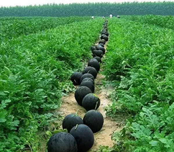 Thay vào đó, dưa hấu Densuke sẽ được mang đi bán đấu giá trong các sự kiện lớn tổ chức hàng năm, với mức giá có thể lên tới hàng trăm, thậm chí hàng nghìn đô la Mỹ. Ảnh: Facebook