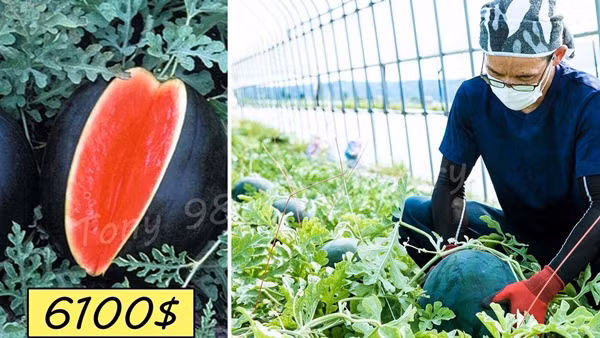 Quả dưa hấu Densuke đắt nhất trong lịch sử đã được đấu giá vào năm 2019, với mức giá khổng lồ là 750.000 yên Nhật (6.000 USD hay khoảng 137,5 triệu đồng). Ảnh: YouTube