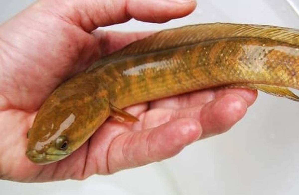 Tuy nhiên, số lượng cá trèo đồi trong tự nhiên ngày càng hiếm do diện tích rừng bị thu hẹp, chất lượng nước bị ảnh hưởng. Ảnh: Internet