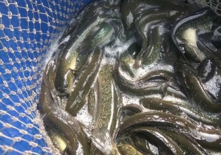 Tại Trung Quốc, cá cửng cũng là đặc sản rất được yêu thích nhờ hương vị tươi ngon, mềm mại, ít xương và nhiều thịt. Ảnh: Baijiahao