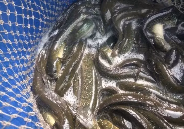 Tại Trung Quốc, cá cửng cũng là đặc sản rất được yêu thích nhờ hương vị tươi ngon, mềm mại, ít xương và nhiều thịt. Ảnh: Baijiahao