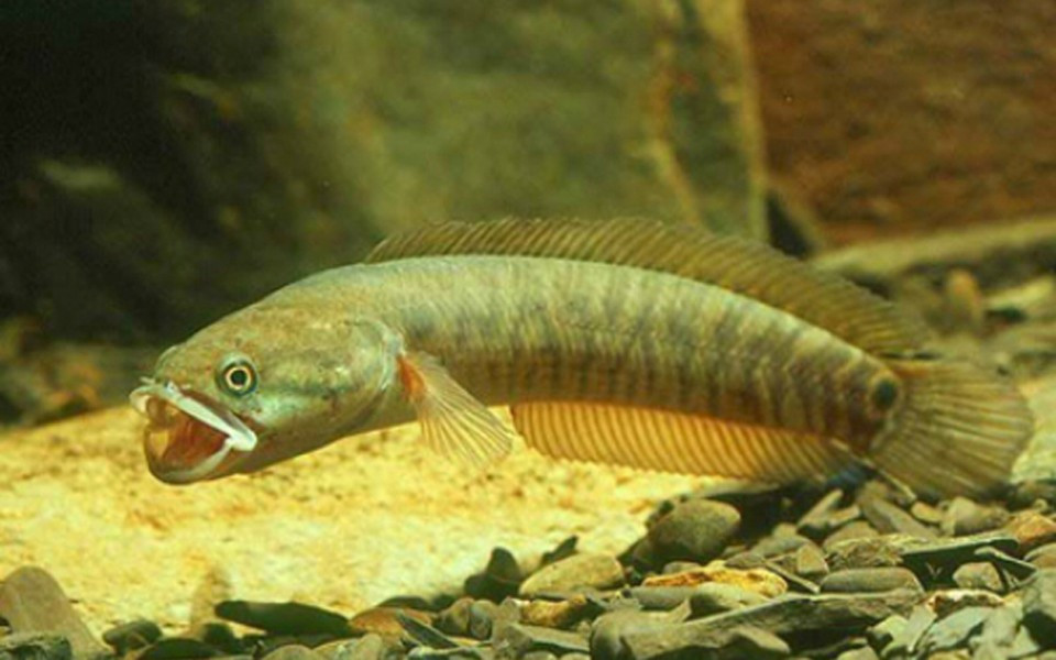 Cá cửng thuộc họ cá quả, mình tròn lẳn. Chúng chủ yếu sống trong các khe đá, mùa đông nước cạn đến đâu đào sâu hang xuống đó để sinh sống và ăn loại đất sét vàng. Ảnh: Internet