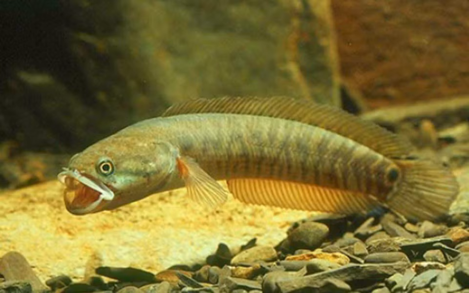 Cá cửng thuộc họ cá quả, mình tròn lẳn. Chúng chủ yếu sống trong các khe đá, mùa đông nước cạn đến đâu đào sâu hang xuống đó để sinh sống và ăn loại đất sét vàng. Ảnh: Internet