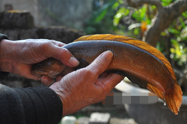 Trước kia, cá trèo đồi từng là sản vật tiến vua, chỉ dành cho các bậc vua chúa thời xưa thưởng thức. Ảnh: Dân Việt