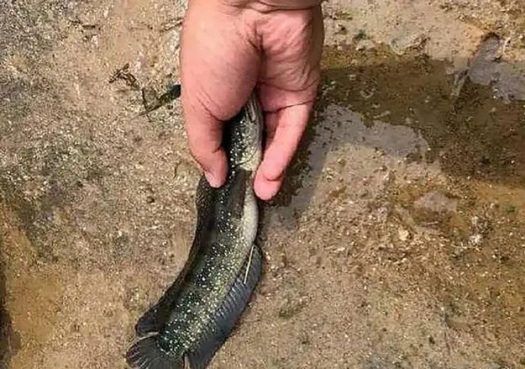 Đáng chú ý, cá trèo đồi ngủ một mạch suốt 3 tháng liền, mùa mưa mới bắt đầu xuất hiện. Ảnh: Baijiahao