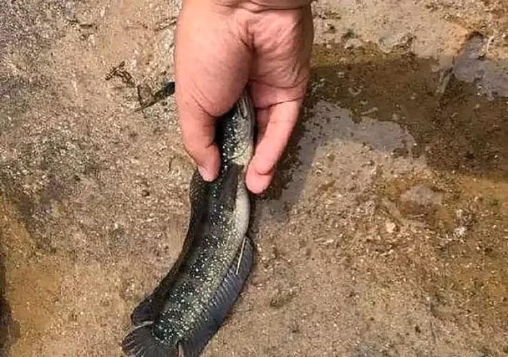 Đáng chú ý, cá trèo đồi ngủ một mạch suốt 3 tháng liền, mùa mưa mới bắt đầu xuất hiện. Ảnh: Baijiahao