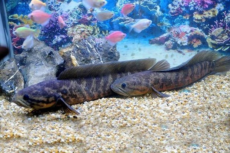 Ở Việt Nam, cá trèo đồi có giá dao động từ 150.000 - 200.000 đồng/kg, song người mua phải đặt trước mới có. Ảnh: Internet