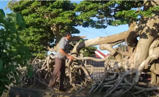 Duối cổ được đánh từ rừng về, xây hộc để trồng dưới đất. Lúc mới mua, dáng cây khá ổn, anh Minh chỉ gia công, tỉa thêm chút ít. Ảnh: chụp màn hình