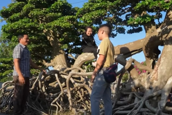 Để đạt được kích cỡ như hiện tại, anh Minh ước tính cây duối phải có niên đại cỡ hàng ngàn năm vì duối rừng phát triển rất chậm. Ảnh: chụp màn hình