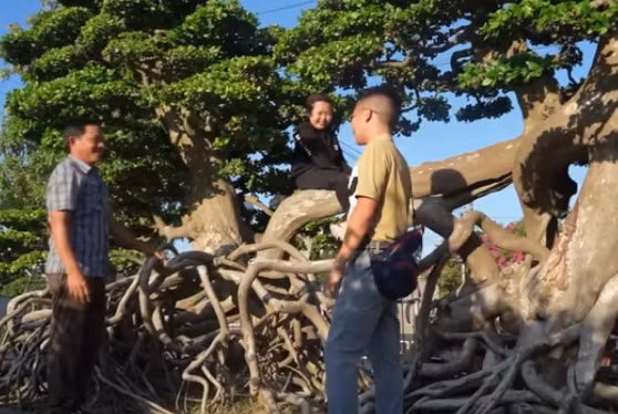 Để đạt được kích cỡ như hiện tại, anh Minh ước tính cây duối phải có niên đại cỡ hàng ngàn năm vì duối rừng phát triển rất chậm. Ảnh: chụp màn hình