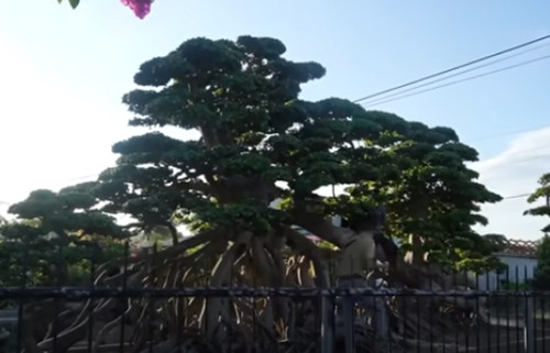 Chủ nhân cho biết giá bán cây duối dự kiến sẽ hơn 18 tỷ đồng, và phải người có duyên anh mới có thể trao gửi báu vật này. Ảnh: chụp màn hình