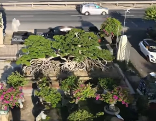 Cây duối cổ được giới sành cây đánh giá "khủng" nhất nhì Việt Nam. Đáng chú ý, cây duối từng được khách trả 18 tỷ nhưng chủ nhân không muốn bán. Ảnh: chụp màn hình