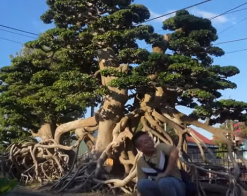 Anh Minh tự tin gọi cây duối của mình là bonsai "to nhất Việt Nam". Ảnh: chụp màn hình