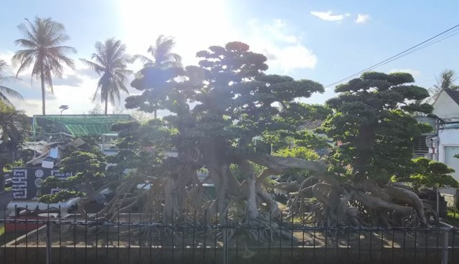 Tán cây được cắt tỉa và tạo hình đẹp mắt. Ảnh: chụp màn hình