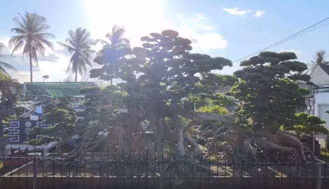 Tán cây được cắt tỉa và tạo hình đẹp mắt. Ảnh: chụp màn hình