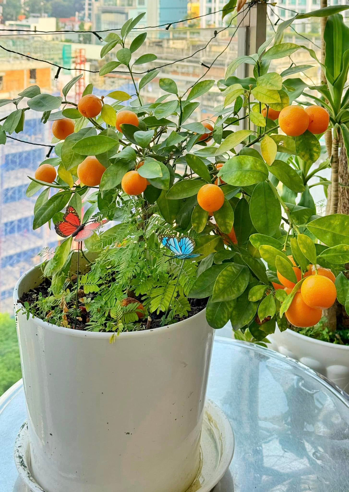 Chậu quất nhỏ xinh đặt ngay ngắn trên ban công. Ảnh: FB Nguyên Khang