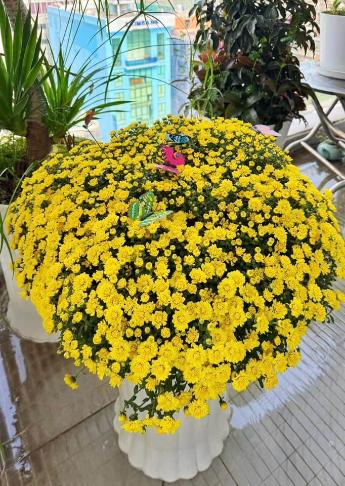 Chậu hoa cúc vàng rực cho góc ban công rực rỡ. Ảnh: FB Nguyên Khang