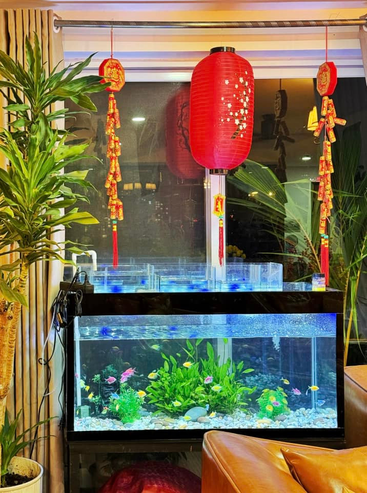 Bể cá bắt mắt với ánh đèn xanh dịu mát kết hợp cây xanh và phụ kiện trang trí ngày Tết. Ảnh: FB Nguyên Khang