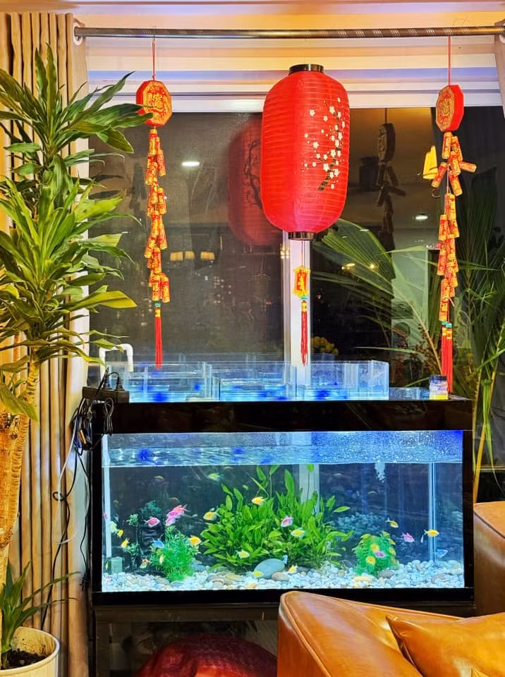 Bể cá bắt mắt với ánh đèn xanh dịu mát kết hợp cây xanh và phụ kiện trang trí ngày Tết. Ảnh: FB Nguyên Khang
