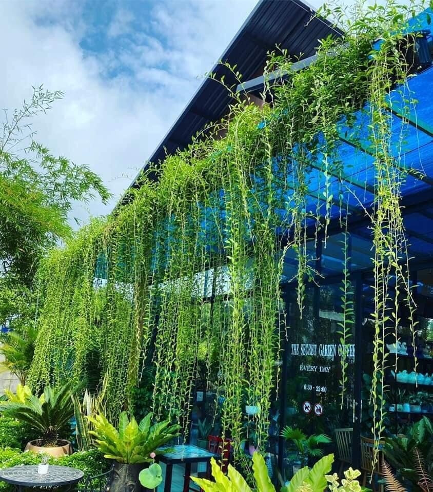 Cúc tần Ấn Độ phát triển nhanh, chịu nắng, chịu gió tốt và gần như không cần chăm sóc cầu kỳ. Loài cây này là lựa chọn hoàn hảo cho nhà hướng tây hoặc hướng nam. Ảnh: Internet