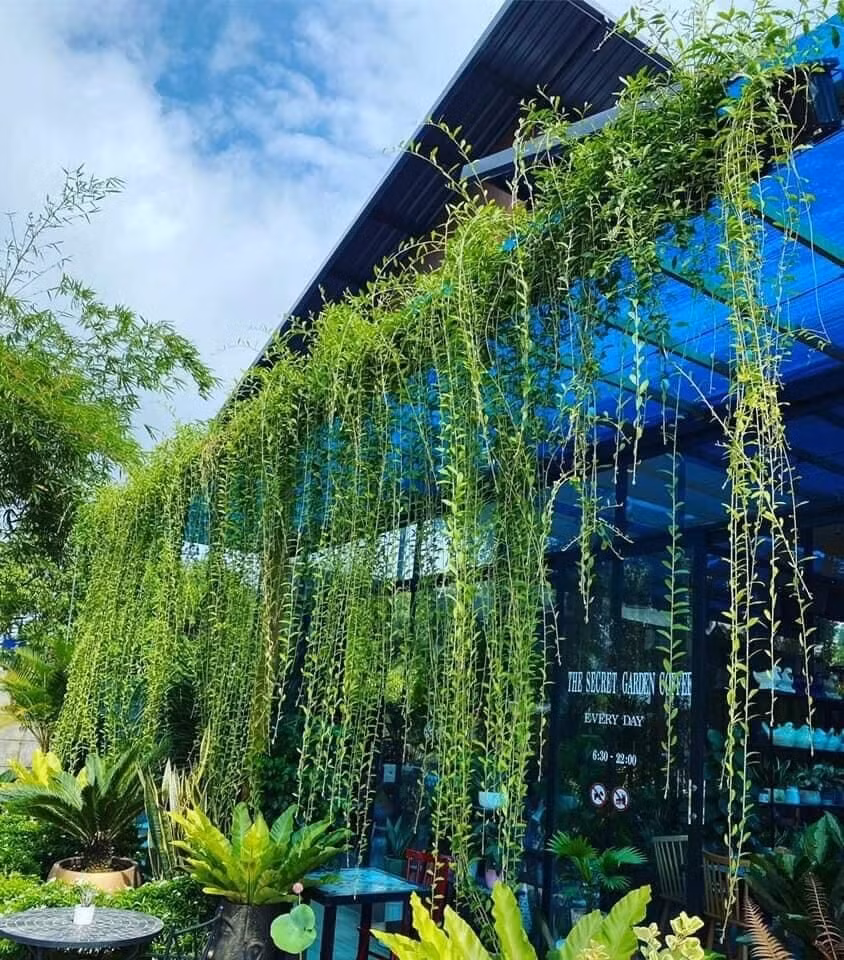 Cúc tần Ấn Độ phát triển nhanh, chịu nắng, chịu gió tốt và gần như không cần chăm sóc cầu kỳ. Loài cây này là lựa chọn hoàn hảo cho nhà hướng tây hoặc hướng nam. Ảnh: Internet