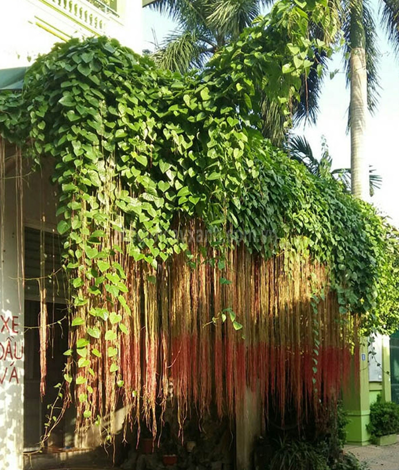 Râu hoàng đế hay còn gọi liêm từ đằng, là một loại cây dây leo rủ với thân mềm, mảnh, lá nhỏ và dày. Ảnh: Internet