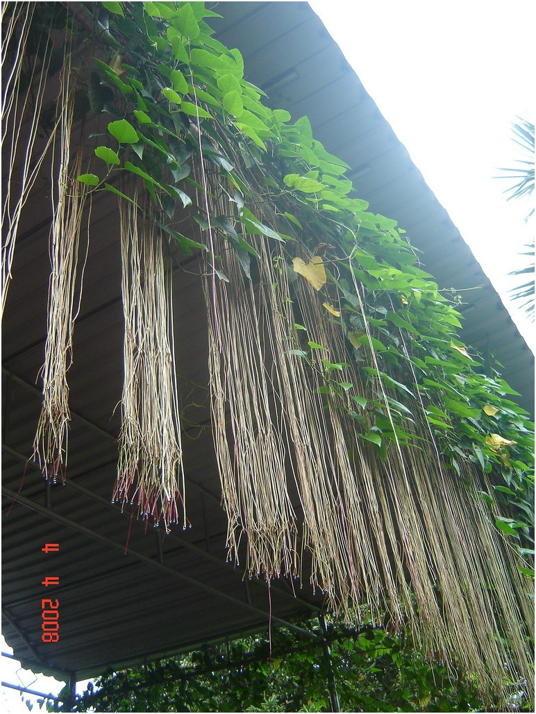 Cây phát triển thành từng búi rủ dài từ trên cao xuống, tạo cảm giác như những suối tóc xanh mướt, thích hợp trồng trong chậu treo ở ban công hoặc dọc theo mép giàn. Ảnh: Internet