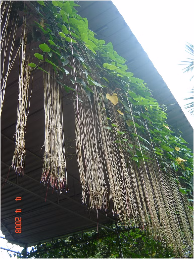 Cây phát triển thành từng búi rủ dài từ trên cao xuống, tạo cảm giác như những suối tóc xanh mướt, thích hợp trồng trong chậu treo ở ban công hoặc dọc theo mép giàn. Ảnh: Internet