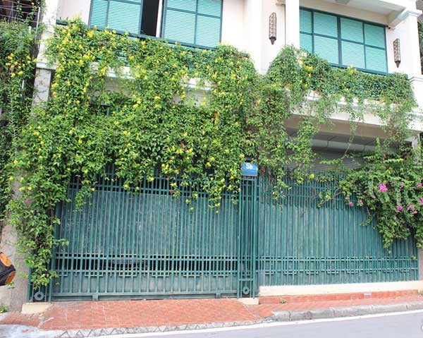 Mai hoàng yến thường được trồng trước nhà đem đến bóng mát, xua tan nắng nóng. Ảnh: Sieuthiphanbon