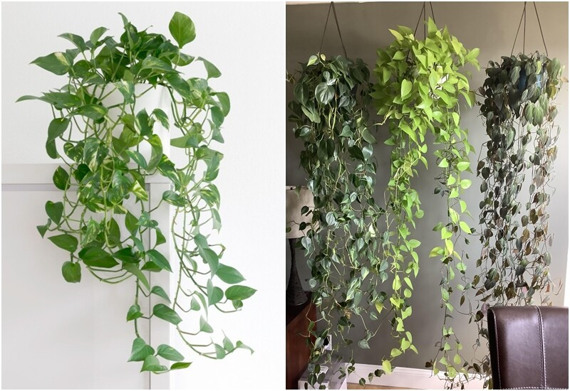 Trầu bà xanh hoặc trầu bà cẩm thạch là loại dây leo nổi tiếng, có đặc điểm phát triển nhanh, sống được cả trong môi trường thiếu sáng. Ảnh: Internet