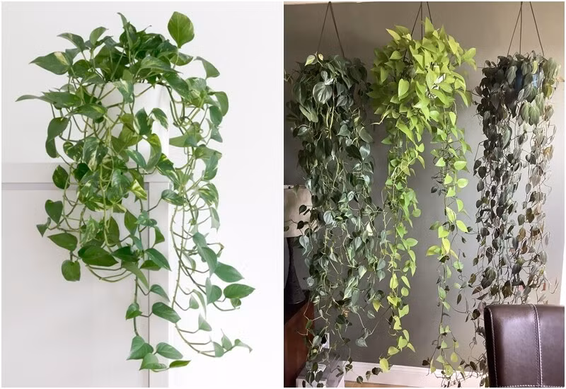 Trầu bà xanh hoặc trầu bà cẩm thạch là loại dây leo nổi tiếng, có đặc điểm phát triển nhanh, sống được cả trong môi trường thiếu sáng. Ảnh: Internet