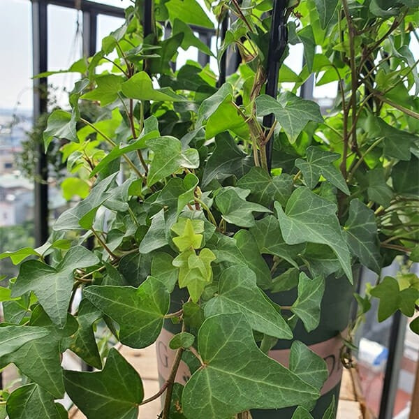 Với ưu điểm tán lá xanh quanh năm và khả năng che phủ mạnh, thường xuân là lựa chọn phù hợp để trồng ở ban công che nắng. Ảnh: Internet