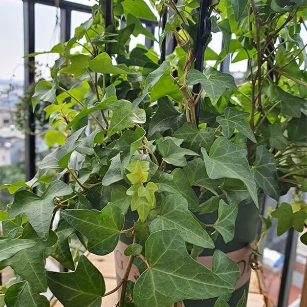 Với ưu điểm tán lá xanh quanh năm và khả năng che phủ mạnh, thường xuân là lựa chọn phù hợp để trồng ở ban công che nắng. Ảnh: Internet