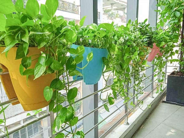 Lá trầu bà hình tim đẹp mắt, có thể leo, rủ tùy theo cách dẫn hướng của người trồng. Ảnh: Internet