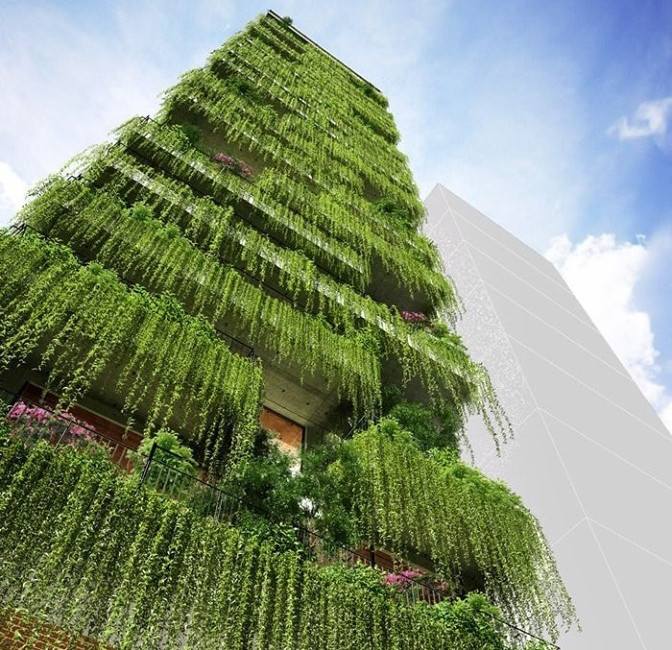 Cúc tần Ấn Độ là cây dây leo rủ mềm mại, tán lá nhỏ, xanh mướt quanh năm. Nếu trồng ở những vị trí trên cao như ban công hay sân thượng, cúc tần phát triển thành từng chùm dây dài rủ xuống tạo lớp rèm che nắng cho ngôi nhà. Ảnh: ThegioicaycanhSaiGon